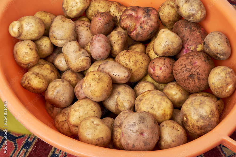 lots of potatoes. fresh potato with traces of earth on the skin. dirty raw potatoes in large quantity, not washed. Lots of potatoes, in a pile. In an orange plastic basin at home lots of potatoes. fresh potato with traces of earth on the skin. dirty raw potatoes in large quantity, not washed. Lots of potatoes, in a pile. In an orange plastic basin at home