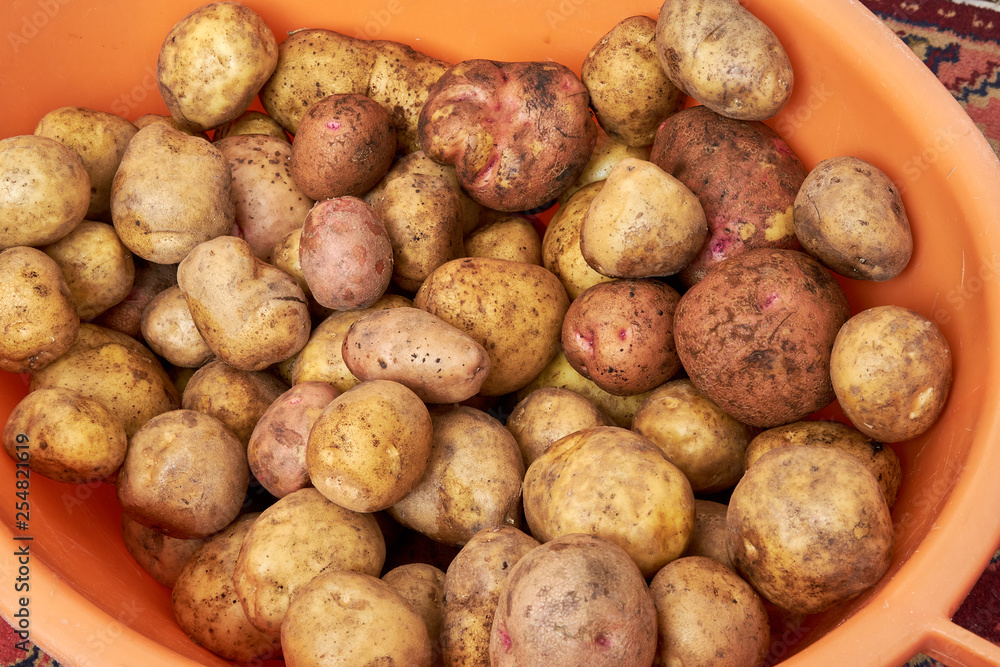 lots of potatoes. fresh potato with traces of earth on the skin. dirty raw potatoes in large quantity, washed. Lots of potatoes, in a pile. In an orange plastic basin lots of potatoes. fresh potato with traces of earth on the skin. dirty raw potatoes in large quantity, washed. Lots of potatoes, in a pile. In an orange plastic basin