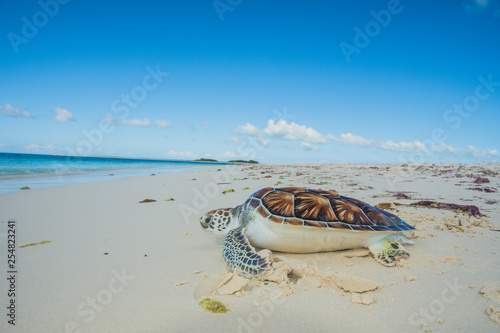 Close-up of Green sea turtle, Chelonia mydas, Turtle Farm, los roques, venezuela Caribbean.