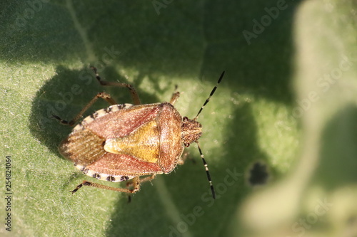 Small insects in the grass photo Czech Republic  Europe