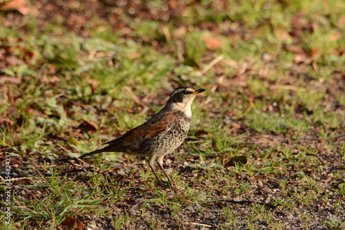 "Thrush" has beautiful scale pattern from chest to belly.