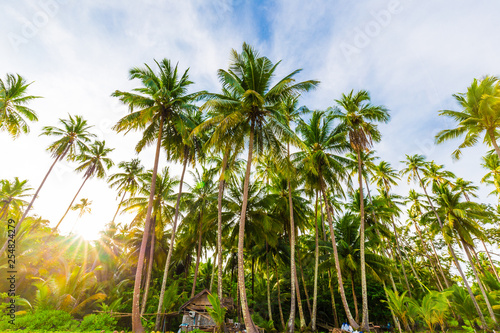 Sun light with coconut palm tree on sea beach