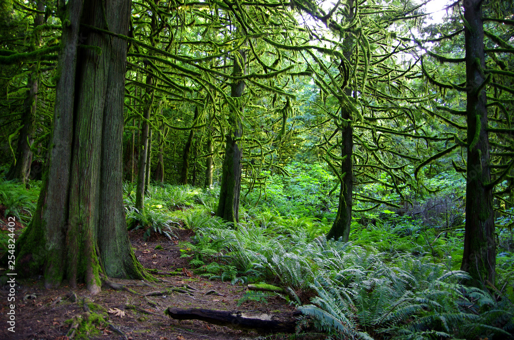 Fototapeta premium Forest