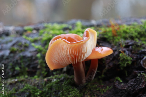 Flammulina velutipes winter, edible mushroom, photo Czech Republic, Europe
