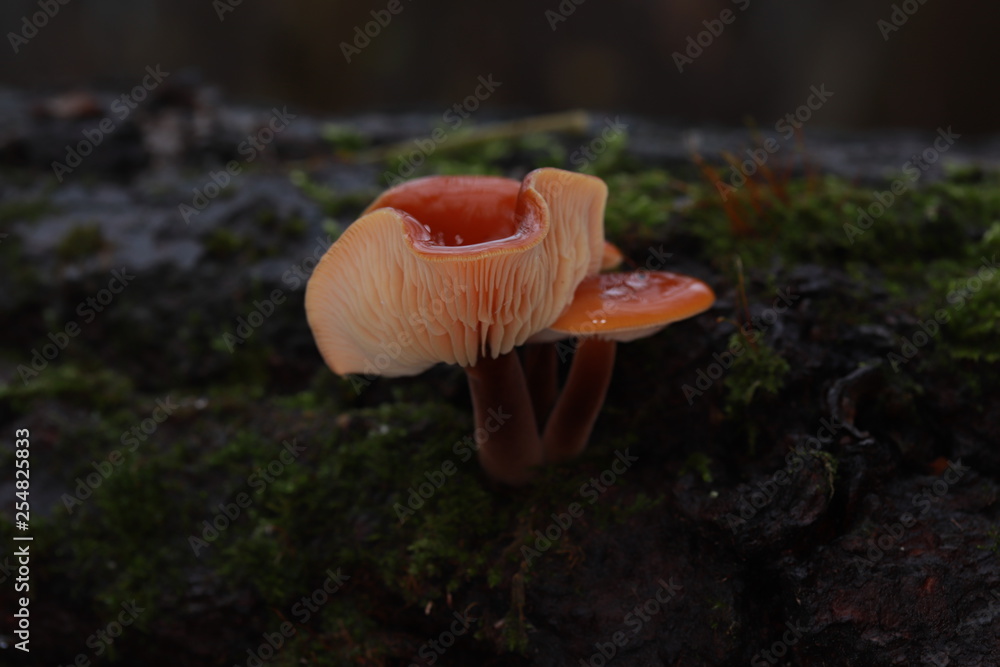 Fototapeta premium Flammulina velutipes winter, edible mushroom, photo Czech Republic, Europe