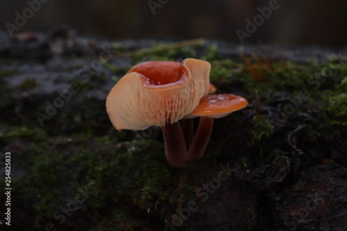 Flammulina velutipes winter, edible mushroom, photo Czech Republic, Europe