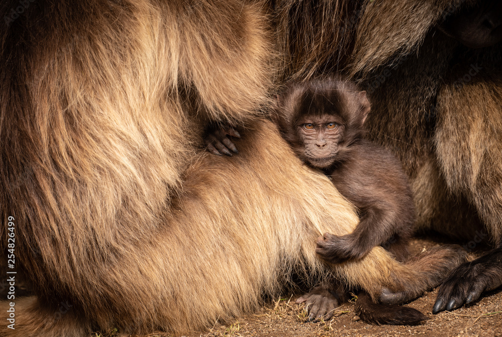 Gelada Monkeys, Simien Mountains, Ethiopia Gelada Monkeys, Simien Mountains, Ethiopia