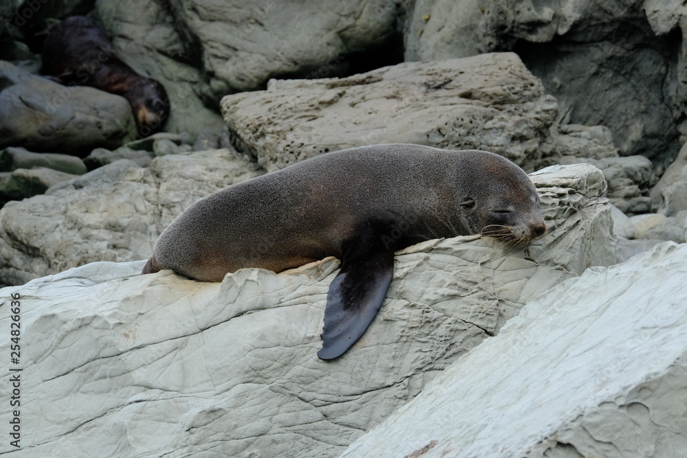 Obraz premium Fur seal pub, Kaikoura coast, New Zealand