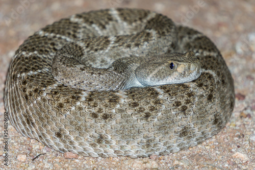 Diamondback Rattlesnake - Pit Viper Snake in Arizona Desert