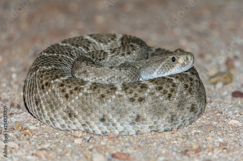 Western Diamondback Rattlesnake - Venomous Pit Viper Snake