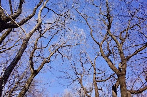 青空と樹々