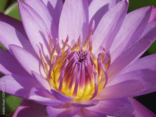 Purple Lotus Flower, OLYMPUS DIGITAL CAMERA