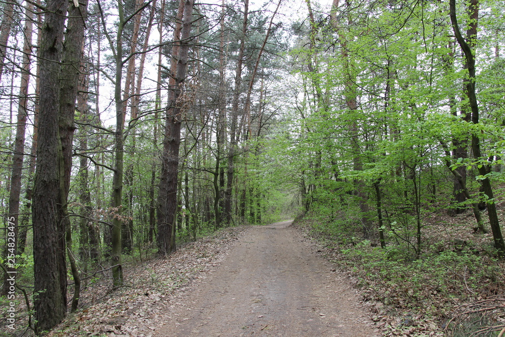Fototapeta premium Nature, photo Czech republic, Europe