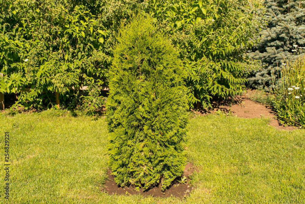 Obraz premium Green juniper bush in the park