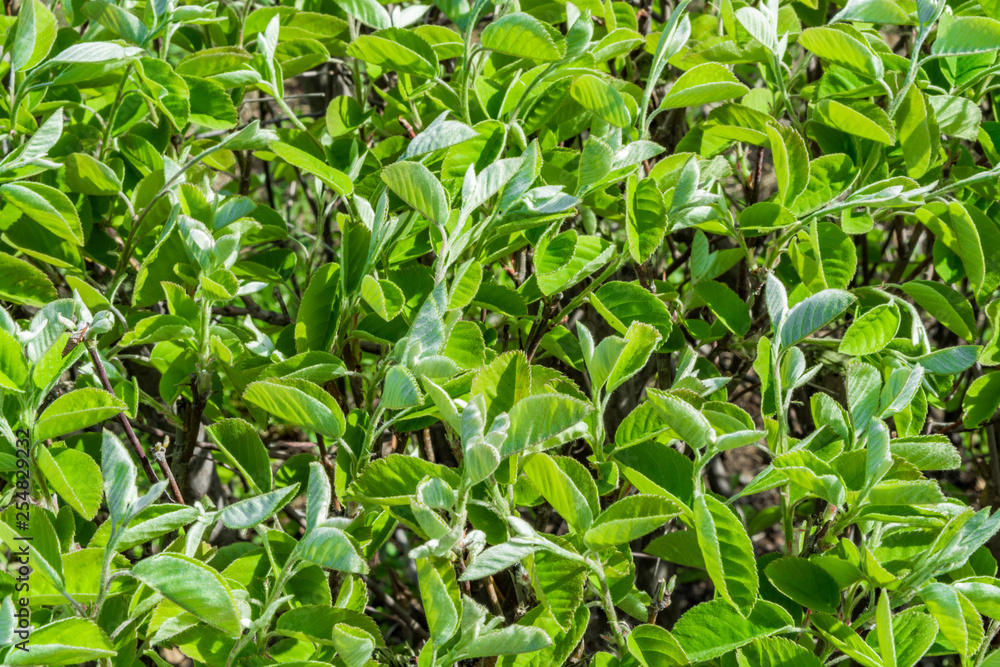 Beautiful background of green leaves of a shrub Beautiful background of green leaves of a shrub