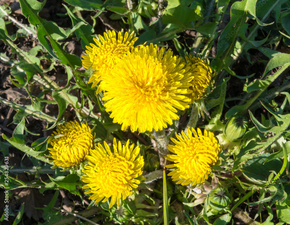 Yellow dandelion closeup, green grass, summer day Yellow dandelion closeup, green grass, summer day