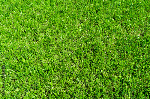 Beautiful background of green grass, summer day