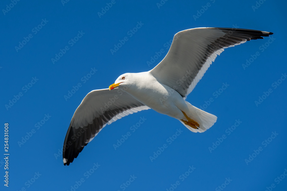 Obraz premium Sea gull soars in the sky above the sea