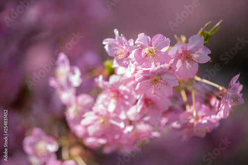 彼岸桜