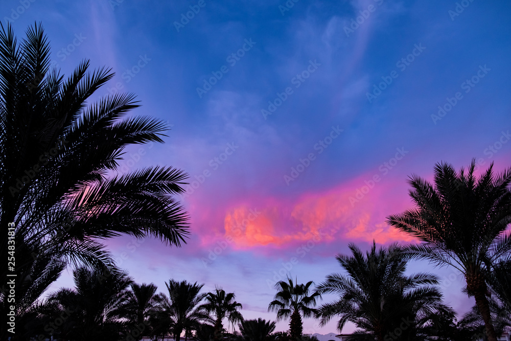 beautiful sunrise / sunset on a background of palm trees
