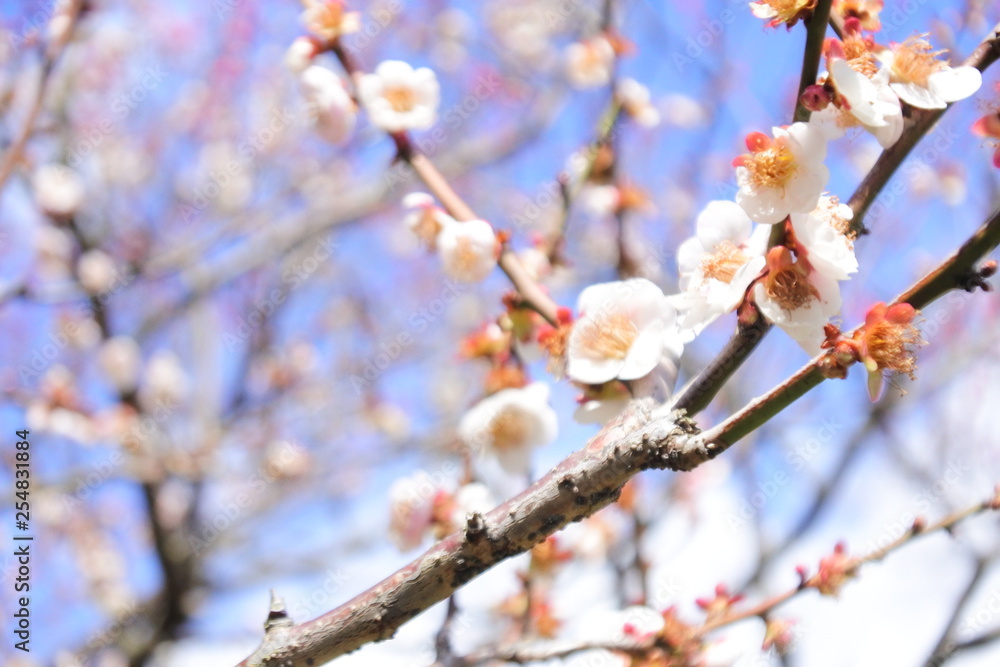 plum flower in Japan