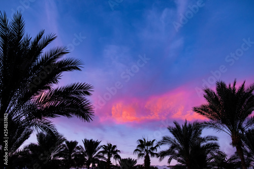 beautiful sunrise / sunset on a background of palm trees © alex_shifer