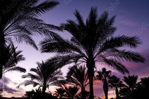 beautiful sunrise   sunset on a background of palm trees