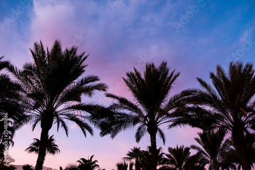 beautiful sunrise   sunset on a background of palm trees