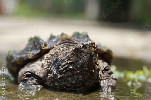Alligator snapping turtle near the pool