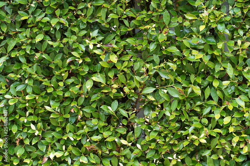 Green leaves background © Sista
