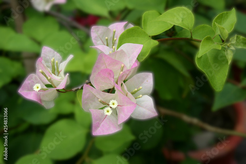 pink and white bougainvillea soft flower in public garden Thailand