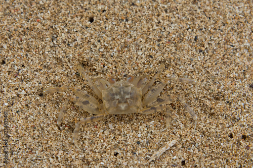 sand crab on beach