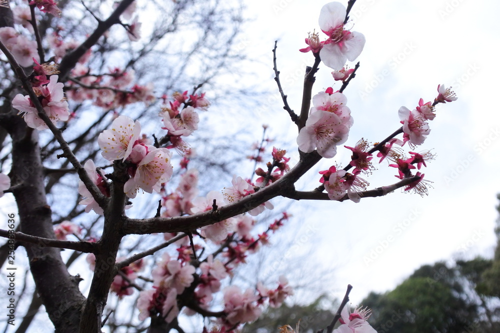 cherry blossoms in Japan