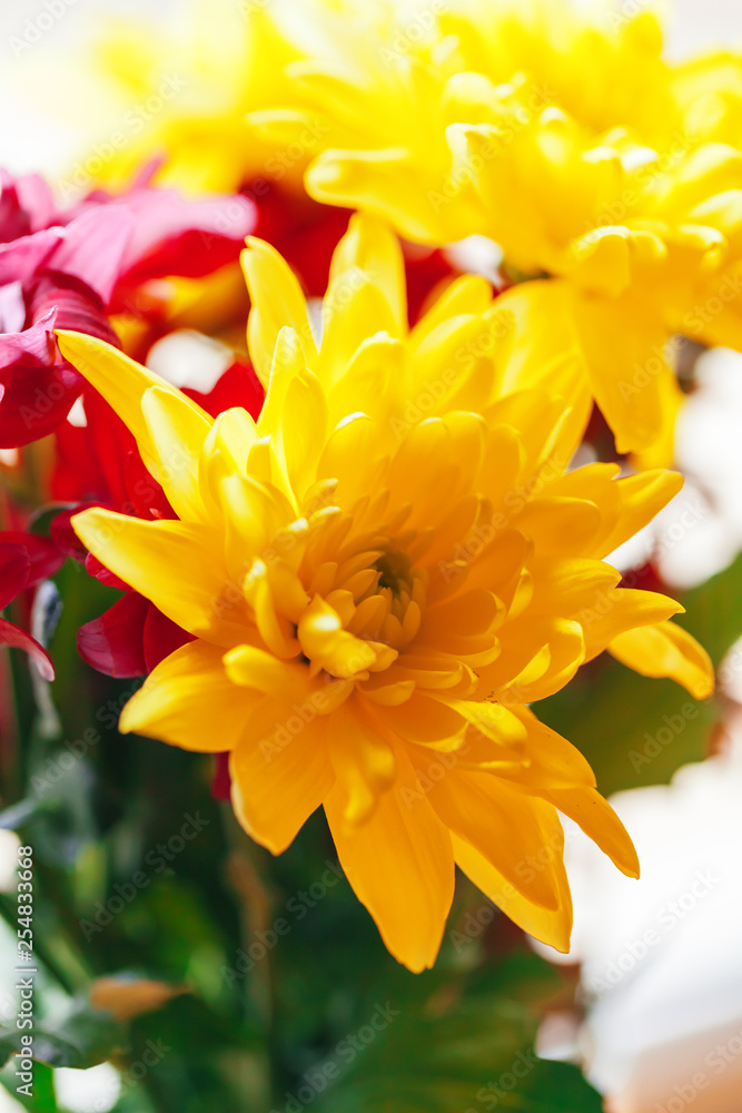 Fototapeta premium Close up of chrysanthemums