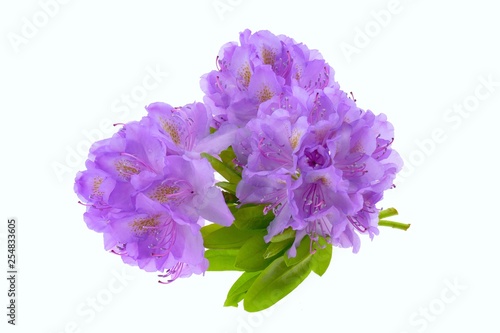 Rhododendron flower. Purple rhododendron flower isolated on white background.top view, copy space.