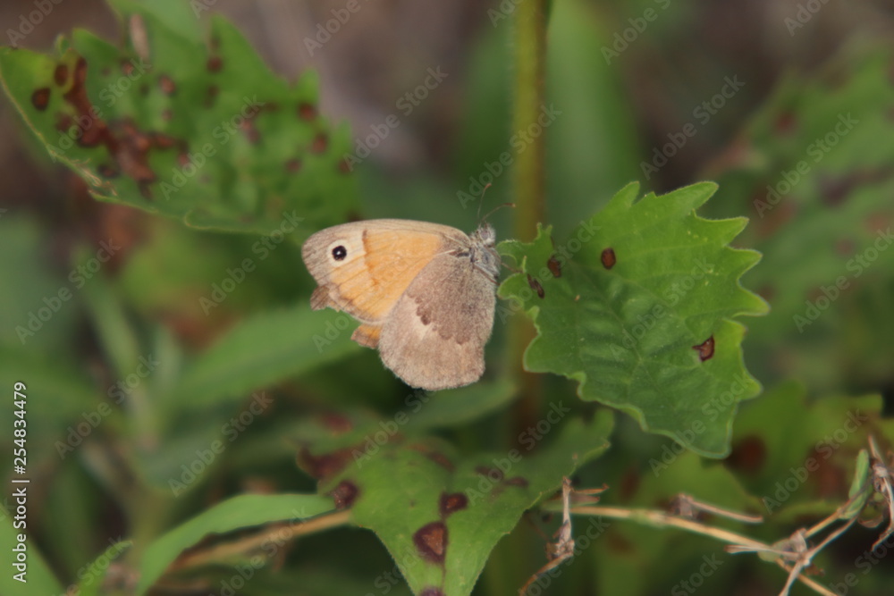 Fototapeta premium Tiny butterfly in nature