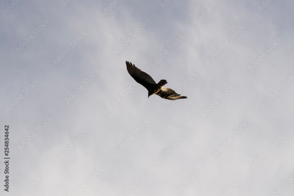 Obraz premium Flying Vulture