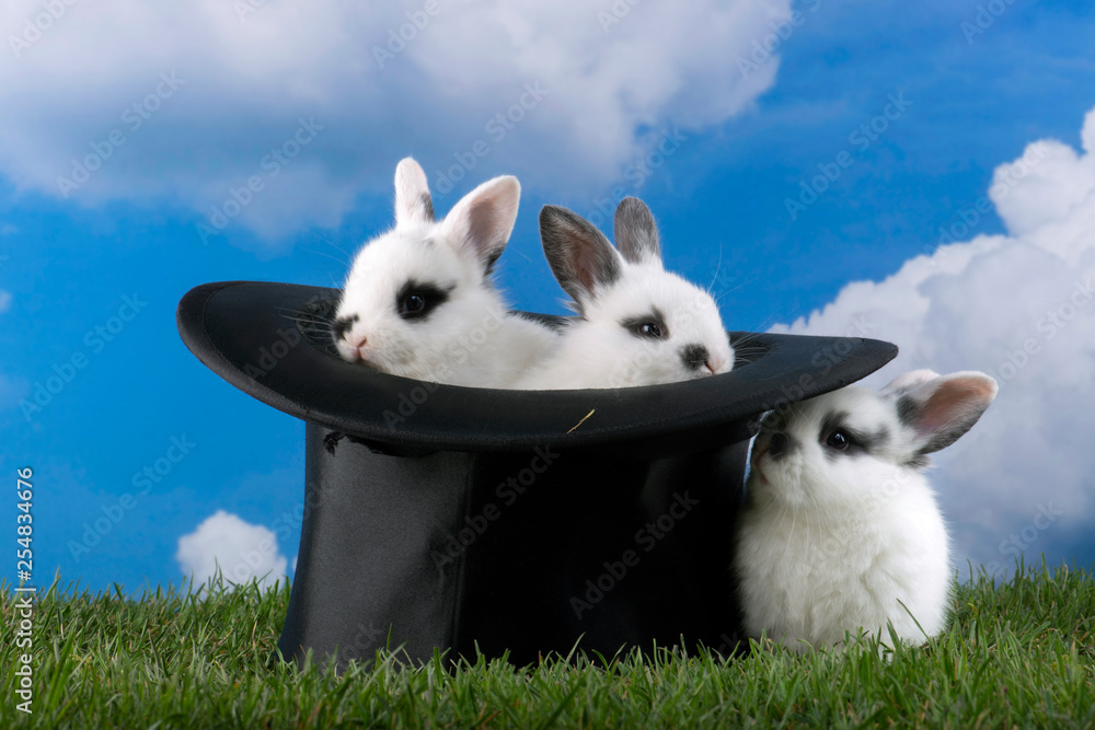 Kaninchen Geschwister Babys sitzen im Herrenhut Zylinder und auf der grünen Wiese Stock Photo
