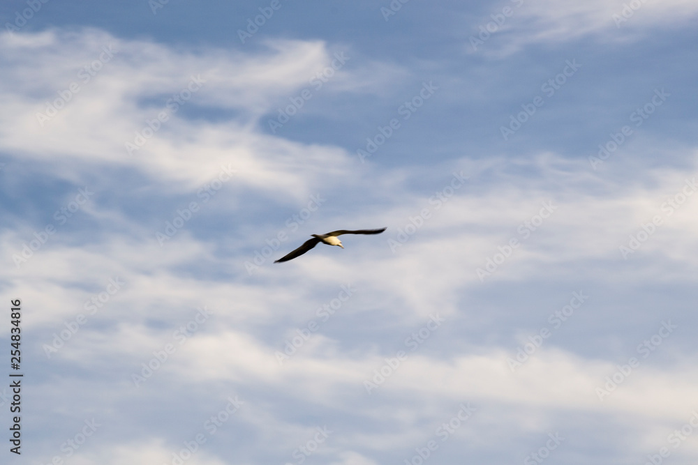 Gull in Flight Gull in Flight