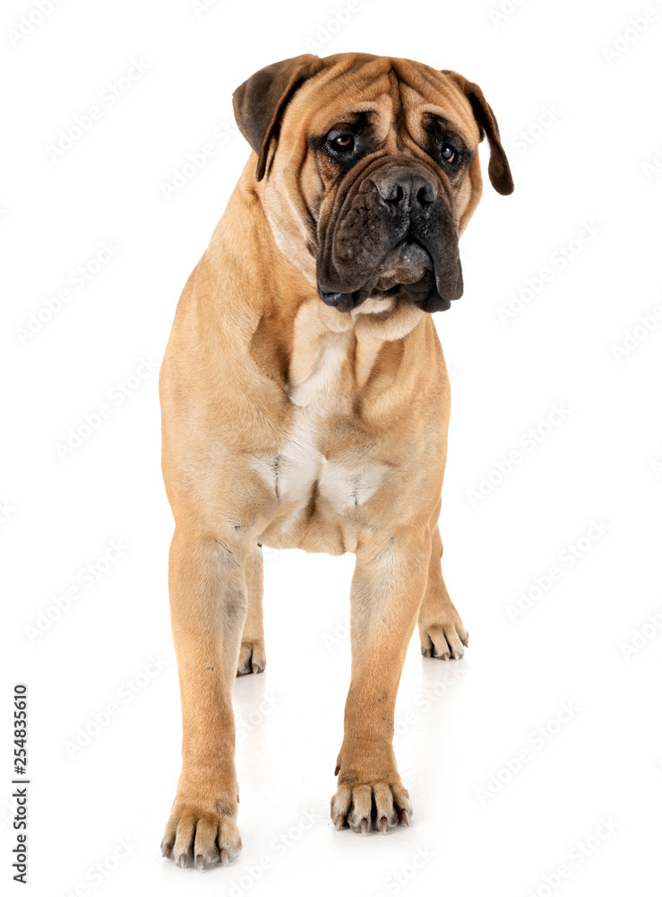 bullmastiff in studio bullmastiff in studio