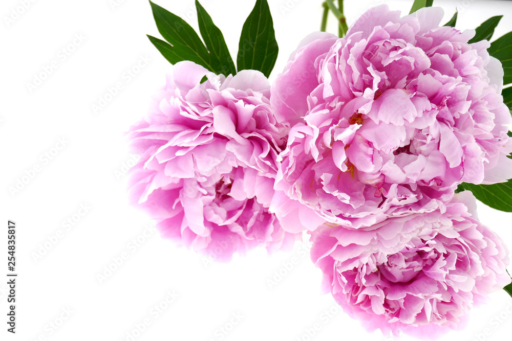 Peony flower. Double pink peony bouquet close-up with green leaves isolated on white background Peony flower. Double pink peony bouquet close-up with green leaves isolated on white background