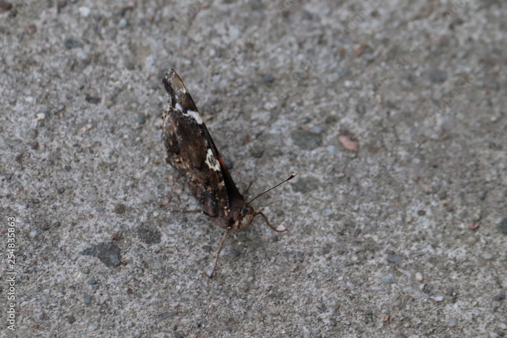 Tiny butterfly in nature Tiny butterfly in nature