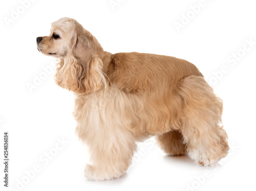 Bild auf Leinwand american cocker spaniel