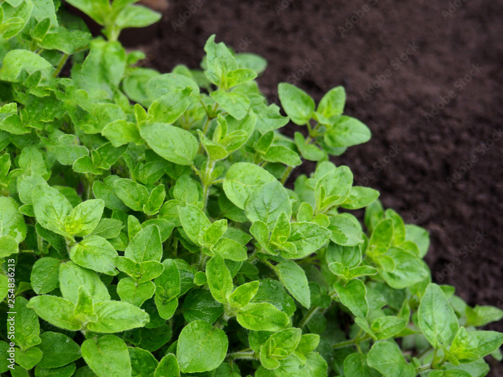 Fresh oregano herbs Fresh oregano herbs