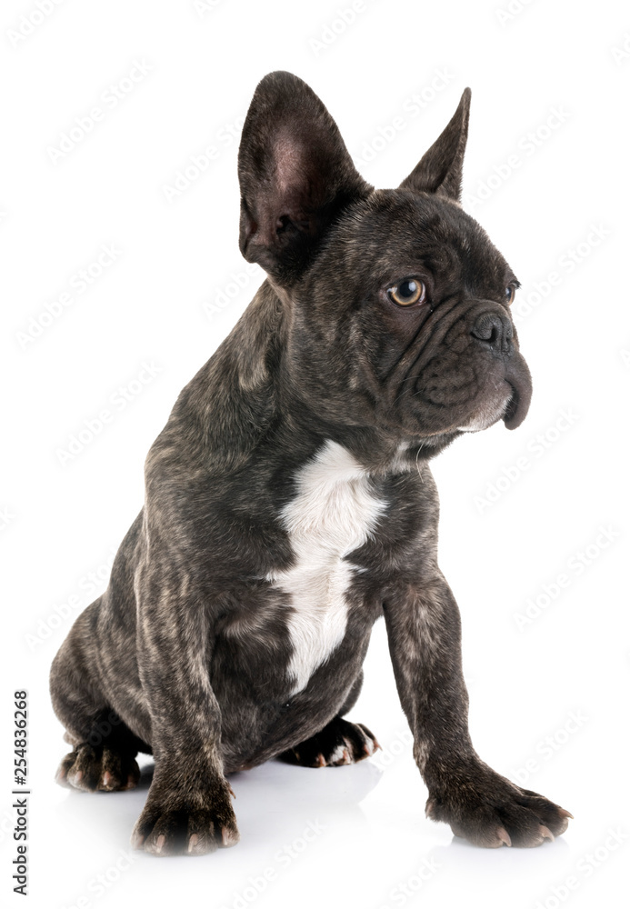 puppy french bulldog