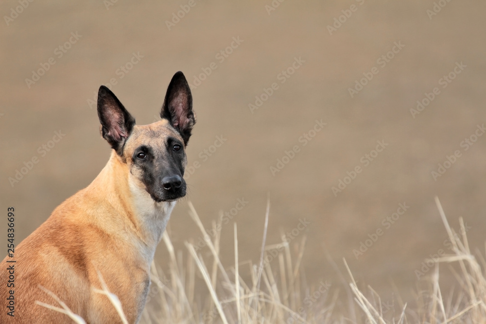 Portrait of a beautiful dog breed Belgian Shepherd Malinois on nature