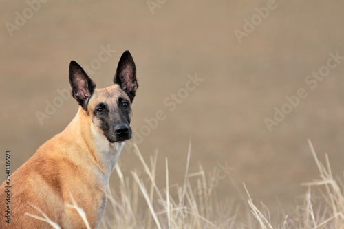 Portrait of a beautiful dog breed Belgian Shepherd Malinois on nature