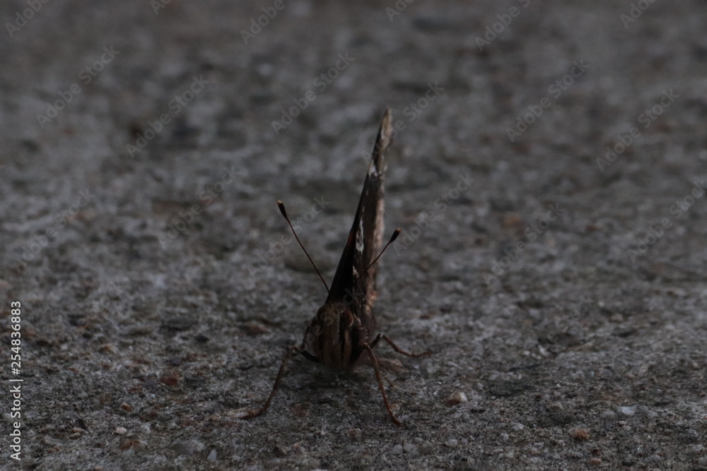 Tiny butterfly in nature Tiny butterfly in nature