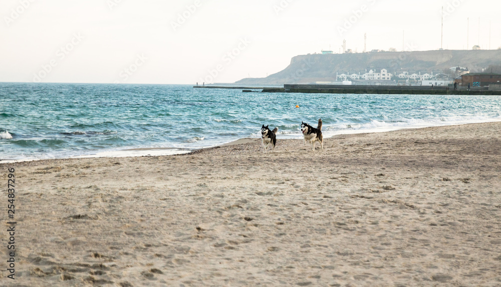 two husky dogs have a fun and running on the beach