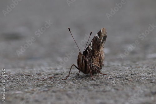 Tiny butterfly in nature